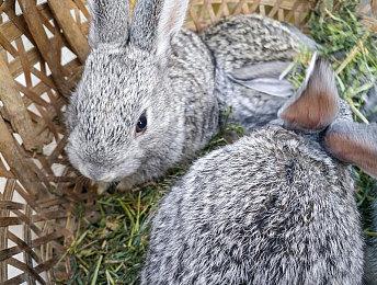 《茧中蚕作最后一梦》登陆Switch 经典第一人称日恐